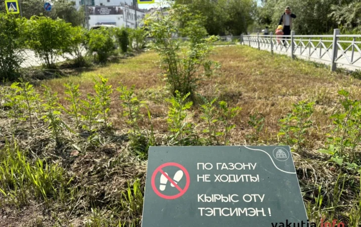 В Якутске введут стандарты озеленения с перечнем разрешенных пород деревьев