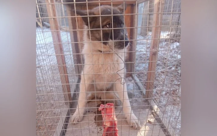 В Якутске нашли средства для содержания безнадзорных собак