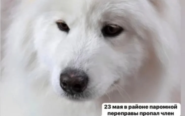 Награда нашедшему собаку Шейлу возросла до 100 тысяч рублей