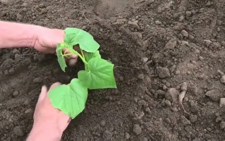 Сей на&nbsp;Пахома&nbsp;&mdash; будут огурцы мехом&raquo;: старинный секрет посадки, который гарантирует урожай вёдрами