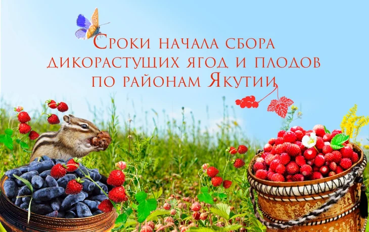 Сроки сбора ягод и дикоросов в Якутии в 2025 году: что нужно знать