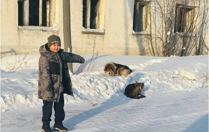 &laquo;Животные &mdash; не игрушки&raquo;: школьник из Верхнеколымского района поднял проблему бездомных собак