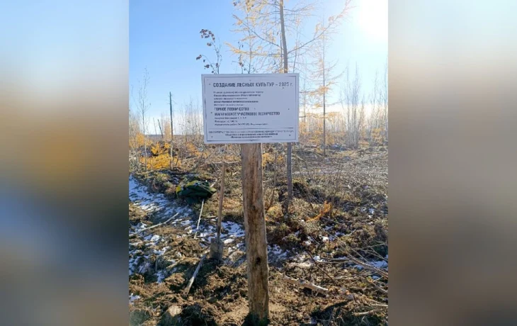 В Якутии высадили лес для компенсации стройки Ленского моста