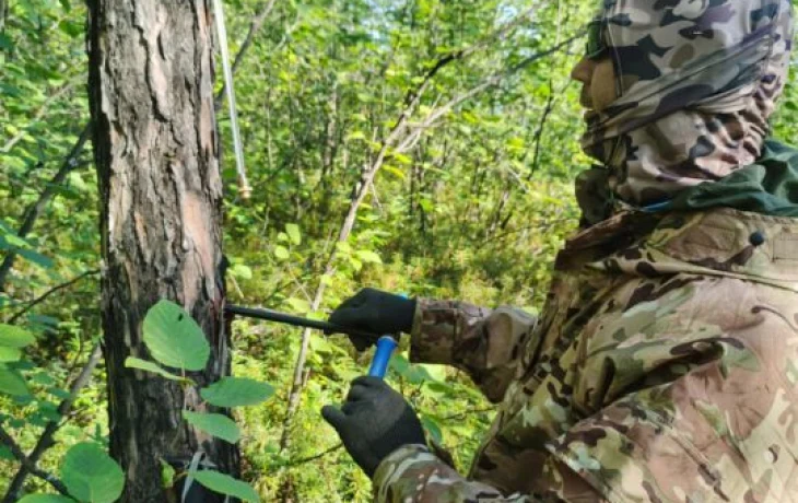 Древние деревья в Якутии помогают ученым расшифровать изменения климата