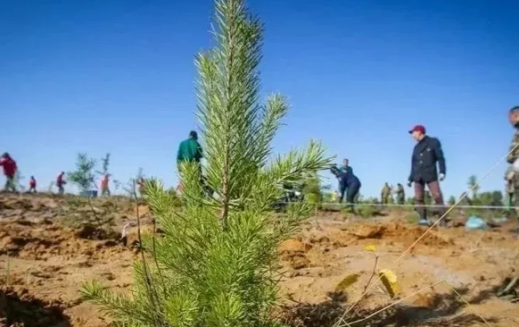 В Якутии планируют восстановить порядка 10 тысяч га лесов в 2026 году