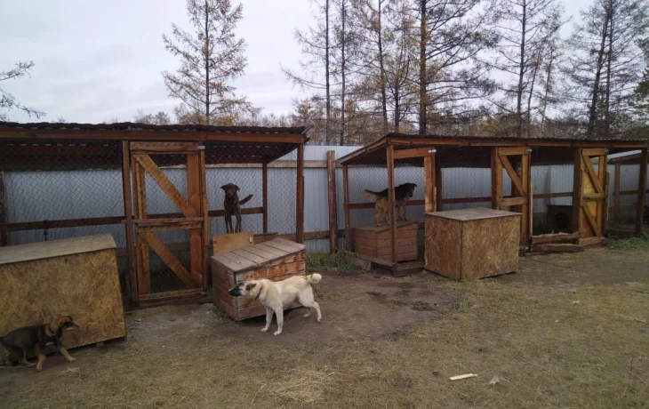 Более 3 тысяч безнадзорных животных отловили в Якутии с начала года