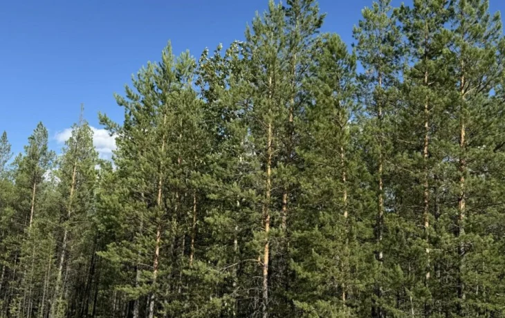 Новых лесных пожаров за прошедшие сутки в Якутии не обнаружено