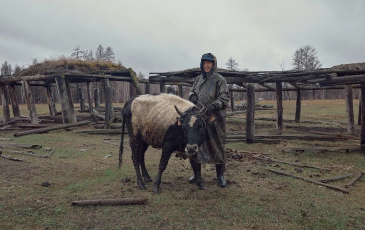 Фоторепортаж Славы Лю-фа о якутских коровах был показан на выставке в Тбилиси