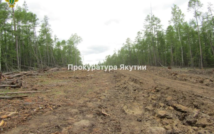 В Якутии незаконно вырубили деревья бульдозером