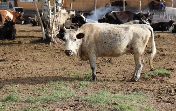 Ученые изучат якутский скот, чтобы сохранить уникальную породу