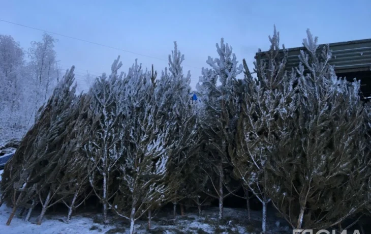 В Госдуме рассказали, как легально срубить елку к Новому году