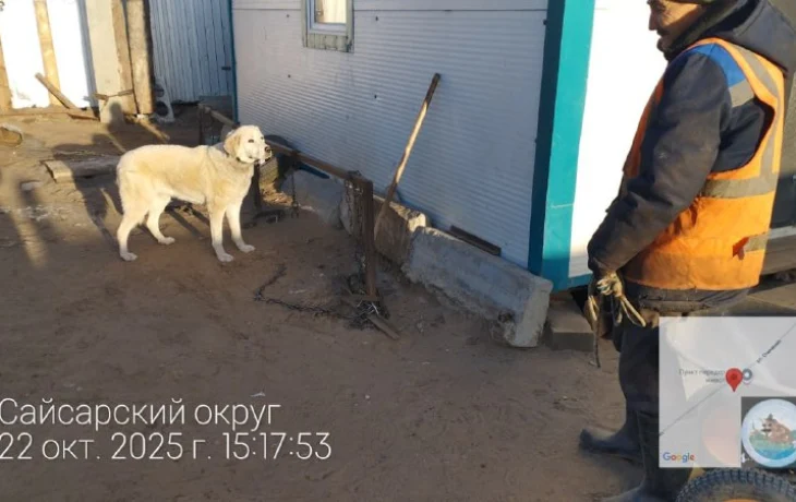 В Якутске усилят отлов безнадзорных животных и собак на самовыгуле