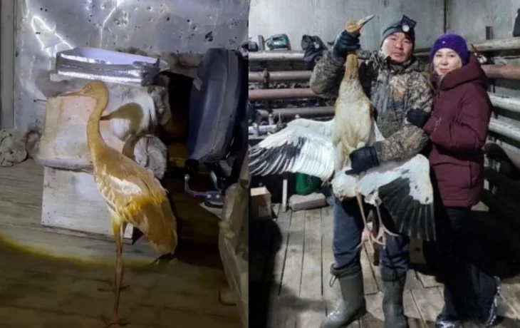 В арктической глуши нашли птенца стерха &mdash; символа Якутии. Его назвали &laquo;Удьуор&raquo; и готовят к перелёту в столицу