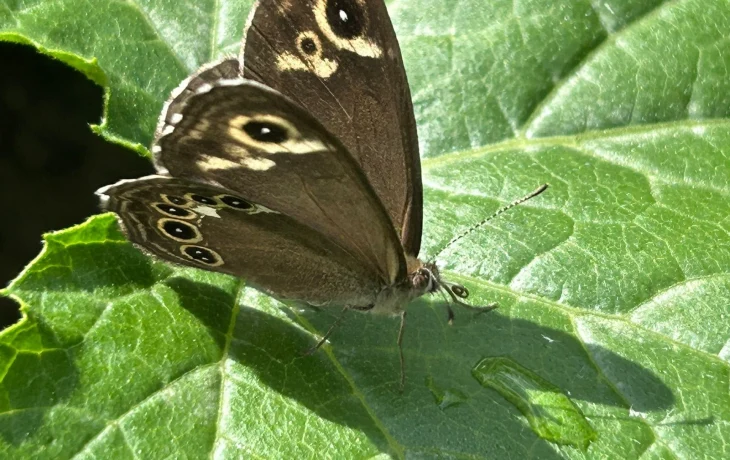 О погоде в Якутии 17 июля: дожди в Олекме, без осадков на Колыме
