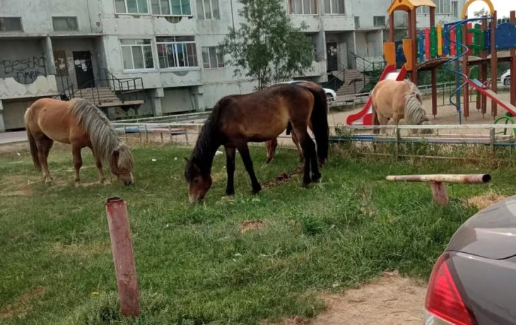 &laquo;Штрафстоянка&raquo; для лошадей в Якутске пустует