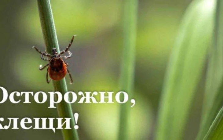 Сезон клещей в разгаре &mdash; берегите себя!