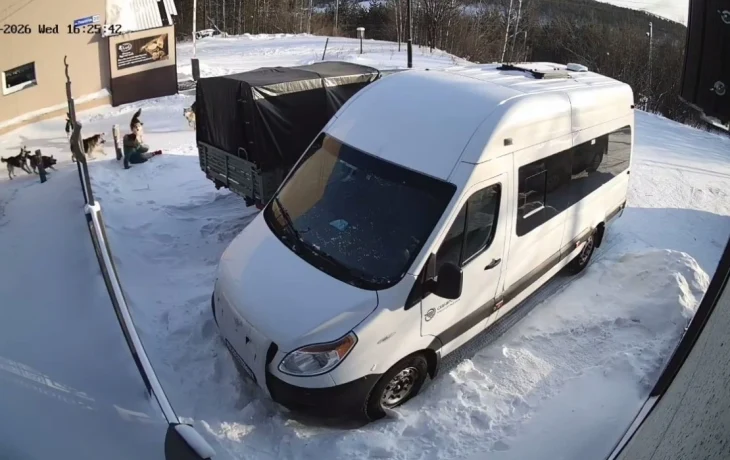 В Нерюнгри после нападения стаи бродячих собак на женщину возбудили дело о халатности