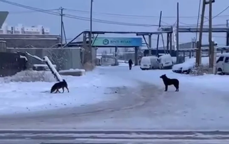 В Якутске собаки накинулись на женщину и порвали ей пальто